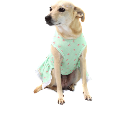 Vestido Bichinho Chic Lacinhos para Cães e Gatos Verde