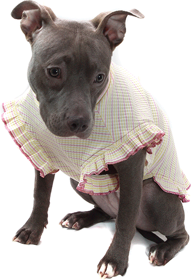 Vestido Bichinho Chic Encanto para Cães e Gatos Roxo - Tam. 07