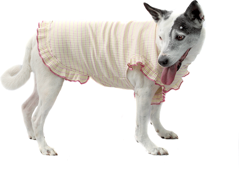 Vestido Bichinho Chic Encanto para Cães e Gatos Roxo - Tam. 07