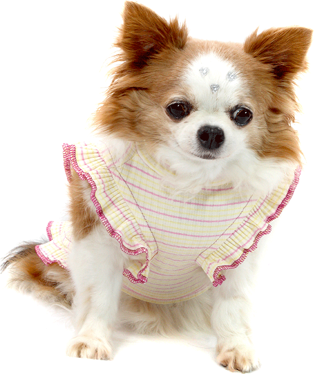 Vestido Bichinho Chic Encanto para Cães e Gatos Roxo - Tam. 07