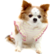 Vestido Bichinho Chic Encanto para Cães e Gatos Roxo