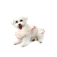 Vestido Bichinho Chic Encanto para Cães e Gatos Roxo