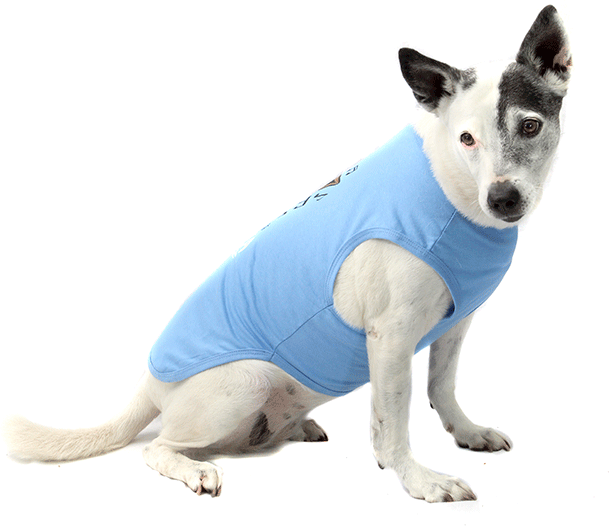 Camiseta Bichinho Chic Musica para Cães e Gatos Azul - Tam. 01
