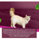 Ração Seca Snow Cat Sabores do Mar para Gatos Adultos