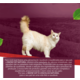 Ração Seca Snow Cat Carne com Abacaxi para Gatos