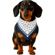 Bandana São Pet Ancora para Cães e Gatos Azul - Tam. M