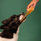 Petisco Mastigável Liva Natural Orelha Bovina para Cães