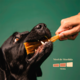 Petisco Mastigável Liva Natural Tendão Bovino para Cães
