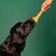 Petisco Mastigável Liva Natural Tendão Bovino para Cães