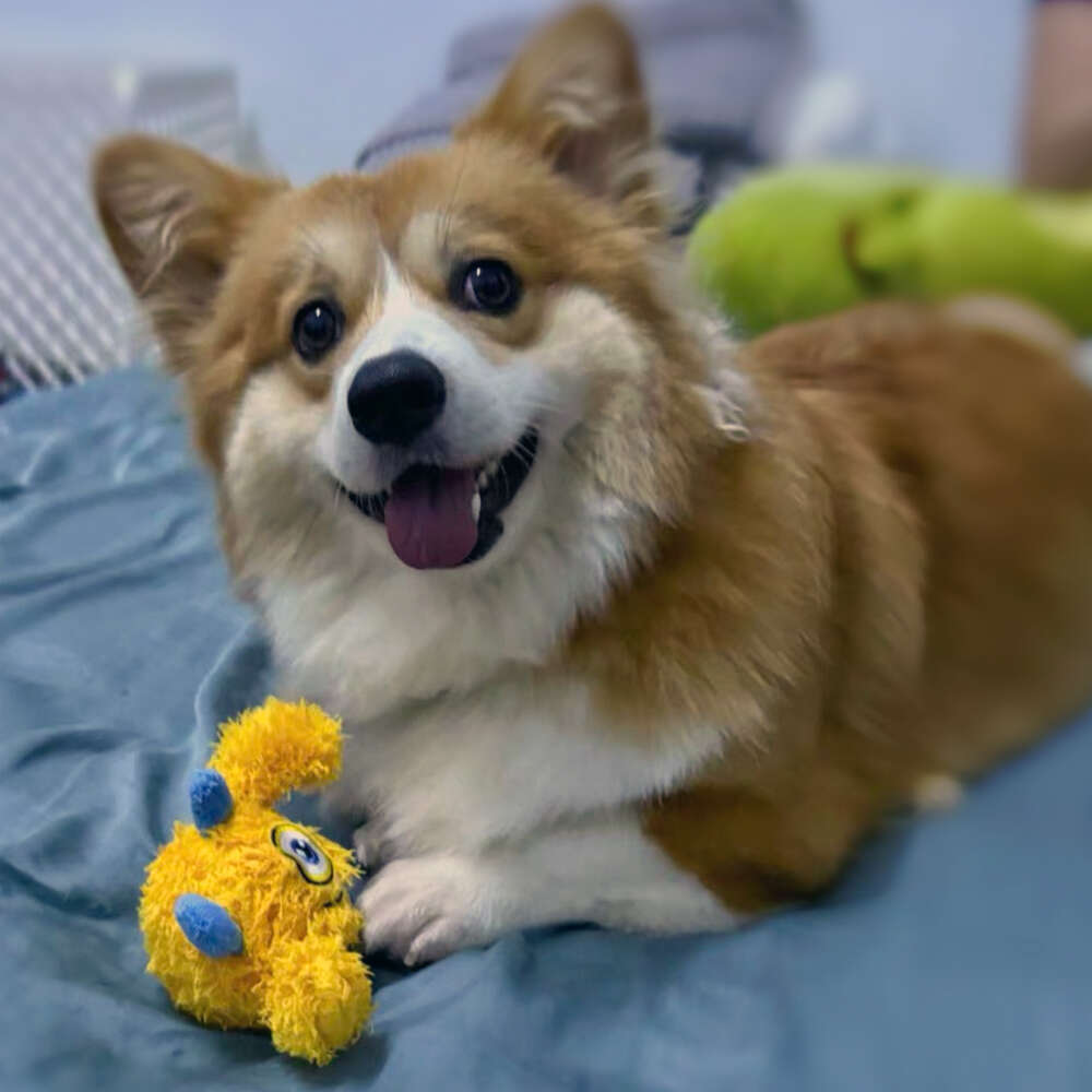 Brinquedo Pelúcia 2 em 1 Qmonster Baby Ciclope Amarelo para Cães - Tam. P