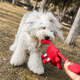 Brinquedo Pelúcia com Corda Qmonster Sr Caranguejo Vermelho para Cães