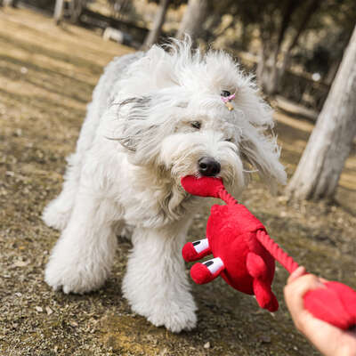 Brinquedo Pelúcia com Corda Qmonster Sr Caranguejo Vermelho para Cães