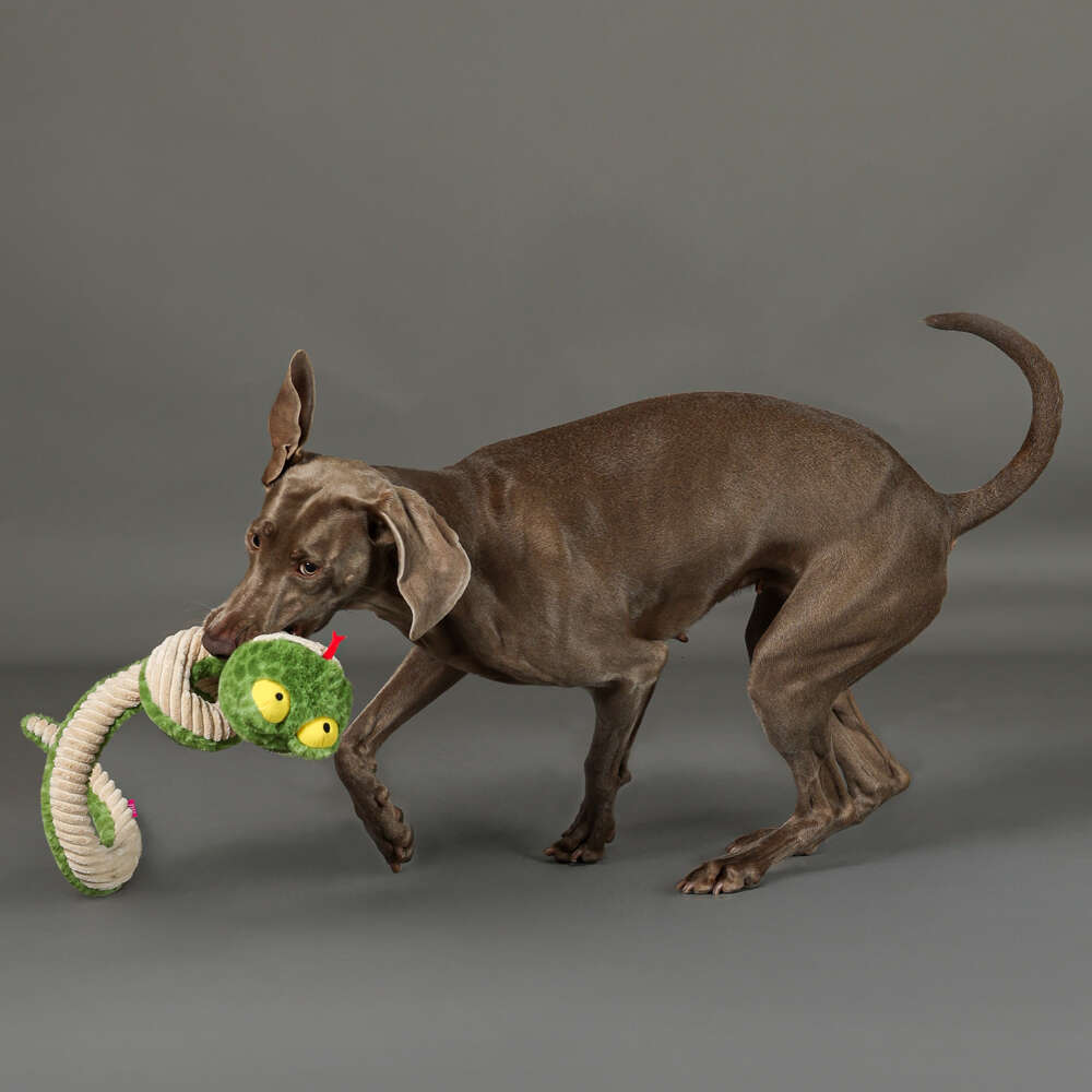 Brinquedo Pelúcia Qmonster Cobra de Mola Verde para Cães - Tam. Único