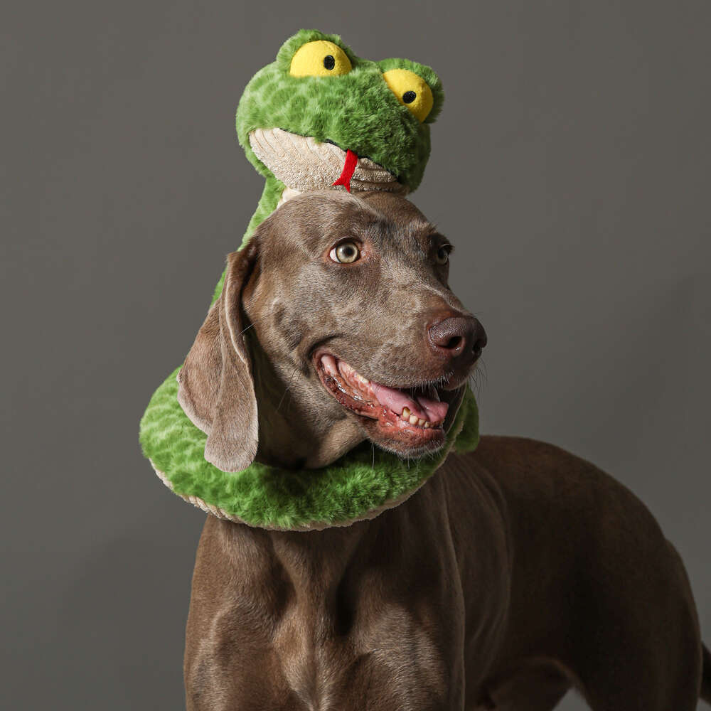 Brinquedo Pelúcia Qmonster Cobra de Mola Verde para Cães - Tam. Único
