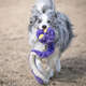Brinquedo Pelúcia Qmonster Cobra de Mola Roxo para Cães