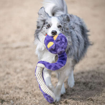 Brinquedo Pelúcia Qmonster Cobra de Mola Roxo para Cães