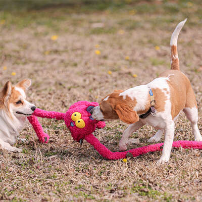 Brinquedo Pelúcia Qmonster Coelho Puxa Puxa Rosa para Cães