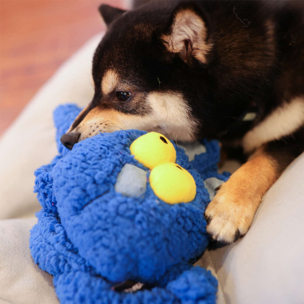 Brinquedo Pelúcia Qmonster Coelho Puxa Puxa Azul para Cães - Tam. Único