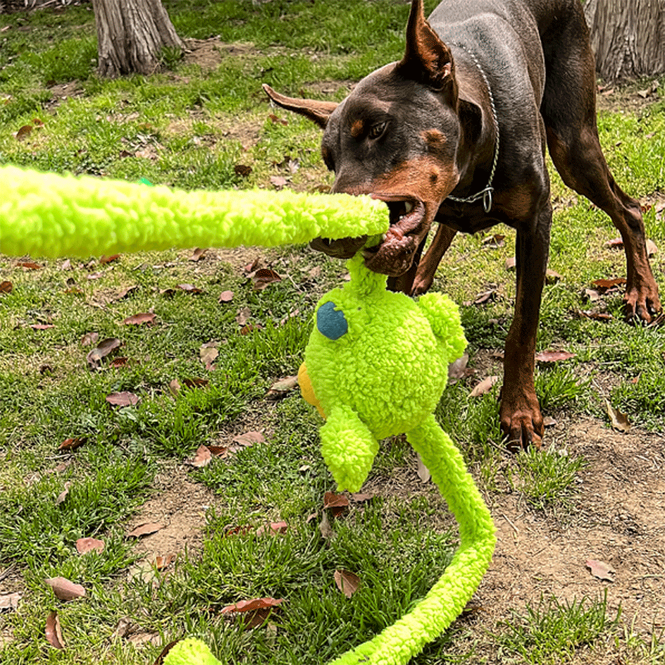 Brinquedo Pelúcia Qmonster Coelho Puxa Puxa Verde para Cães - Tam. Único