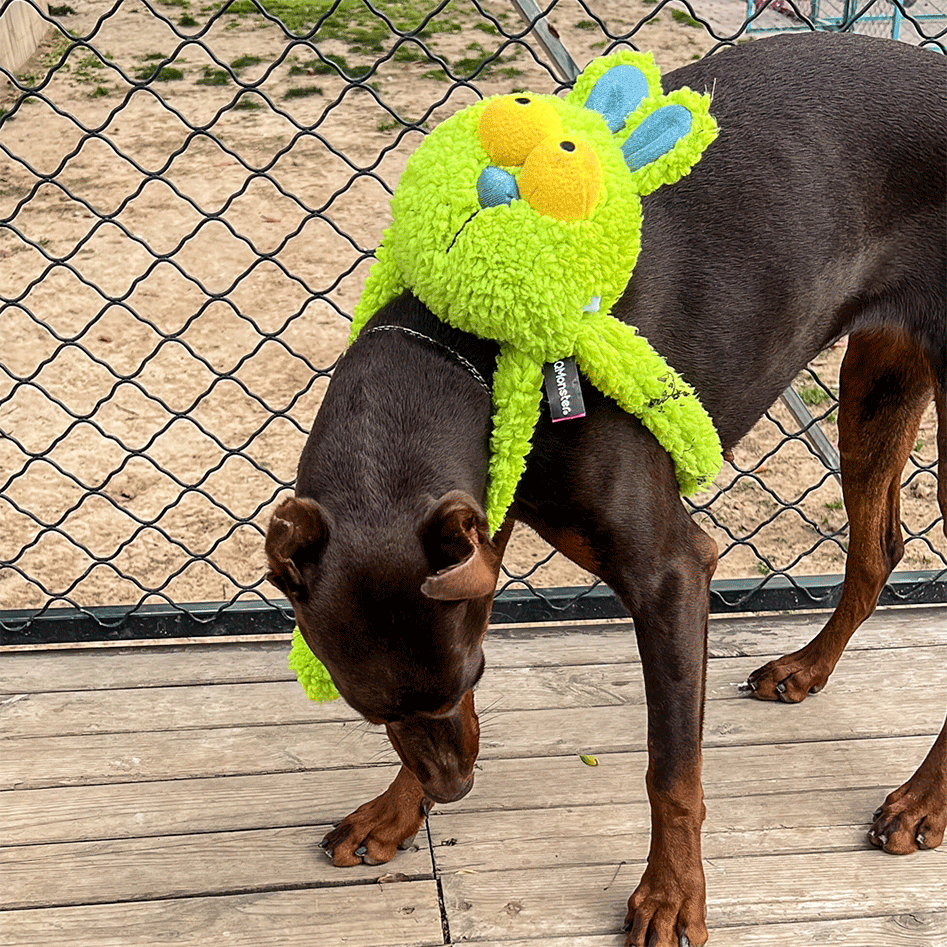 Brinquedo Pelúcia Qmonster Coelho Puxa Puxa Verde para Cães - Tam. Único
