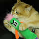 Brinquedo Pelúcia Qmonster Stickman com Catnip Verde para Gatos