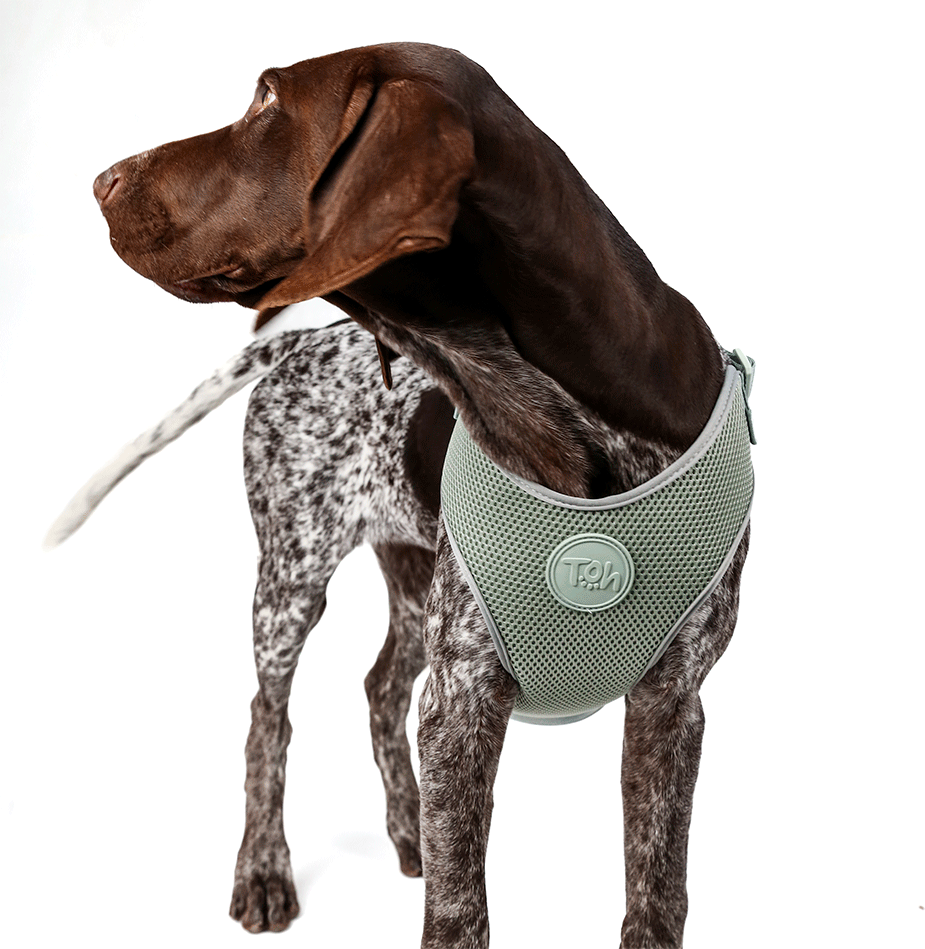 Conjunto Peitoral Mesh H e Guia Toh Alga para Cães - Tam. M
