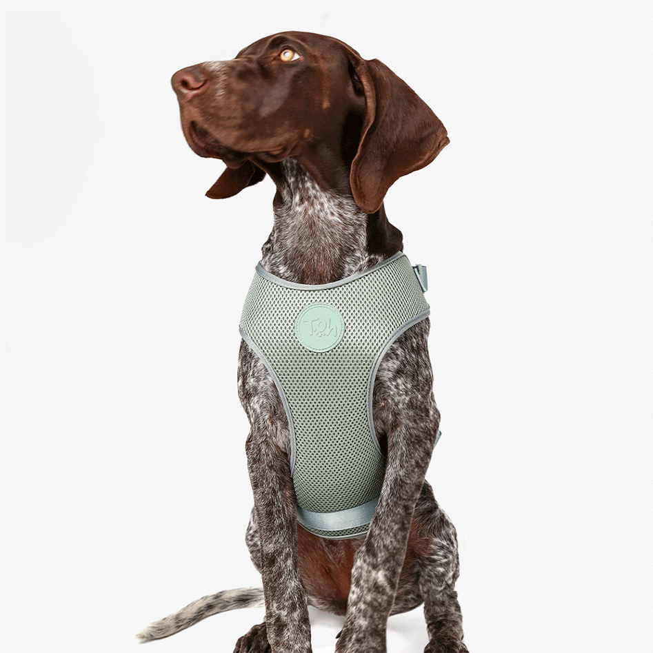 Conjunto Peitoral Mesh H e Guia Toh Alga para Cães - Tam. M