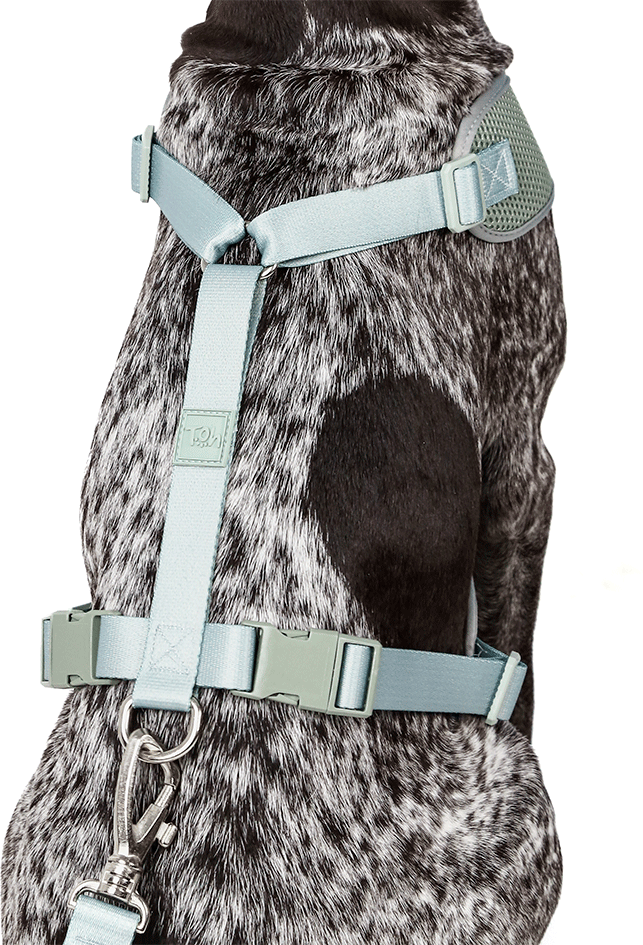 Conjunto Peitoral Mesh H e Guia Toh Alga para Cães - Tam. M