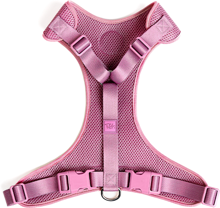 Conjunto Peitoral Mesh H e Guia Toh Bruma para Cães - Tam. P