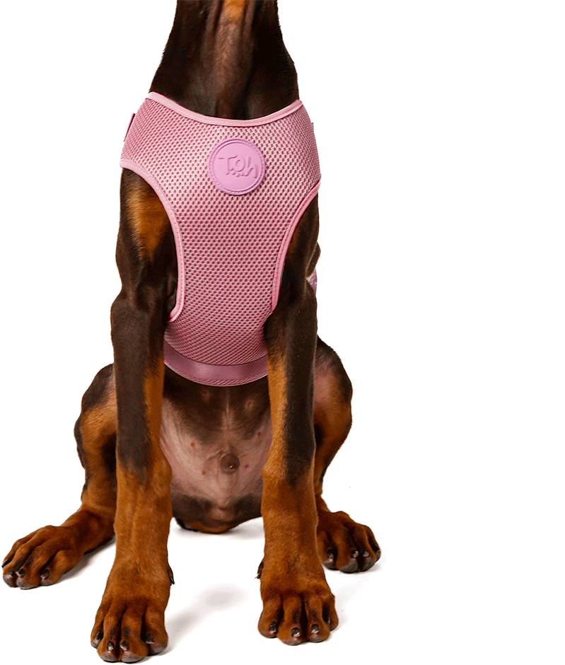 Conjunto Peitoral Mesh H e Guia Toh Bruma para Cães - Tam. P