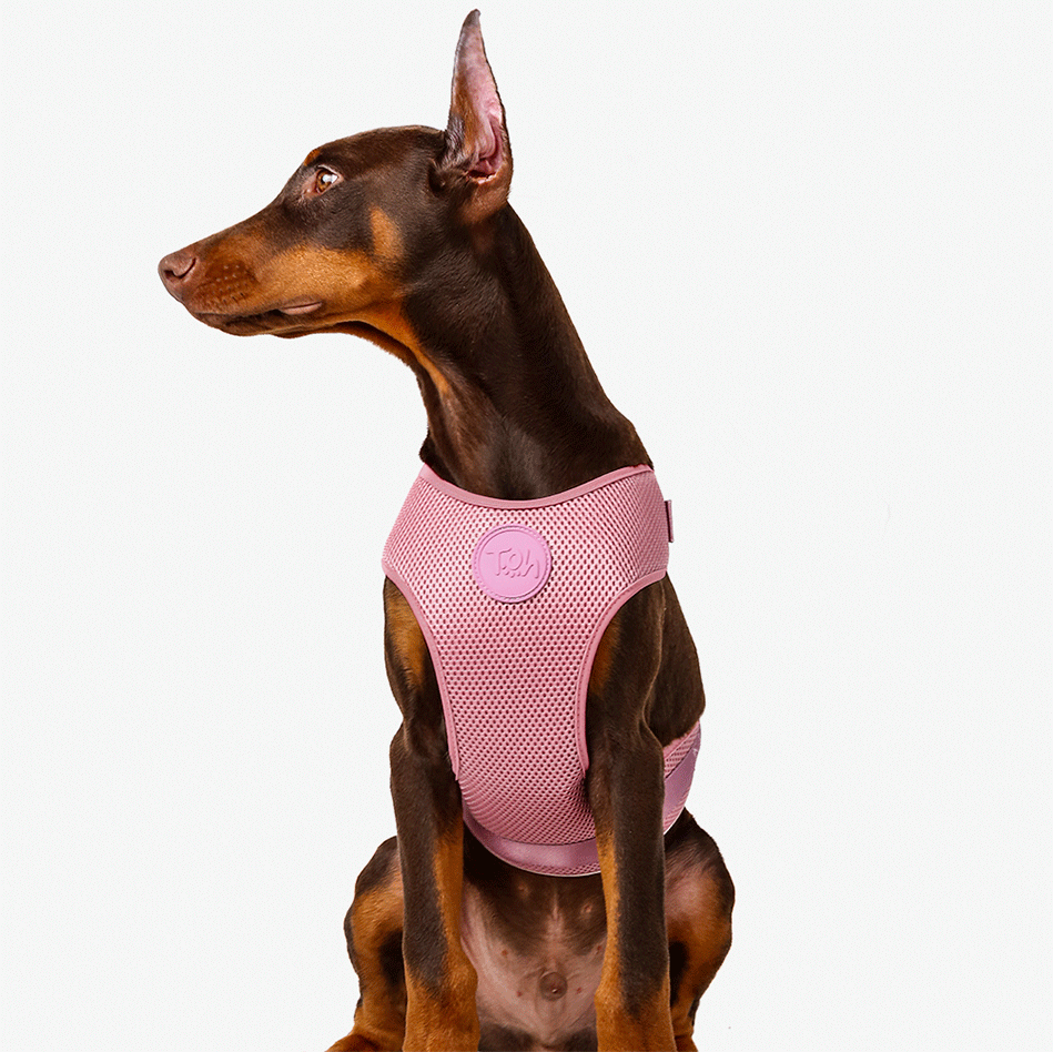 Conjunto Peitoral Mesh H e Guia Toh Bruma para Cães - Tam. P
