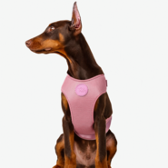Conjunto Peitoral Mesh H e Guia Toh Bruma para Cães - Tam. P