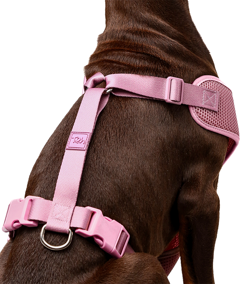 Conjunto Peitoral Mesh H e Guia Toh Bruma para Cães - Tam. P