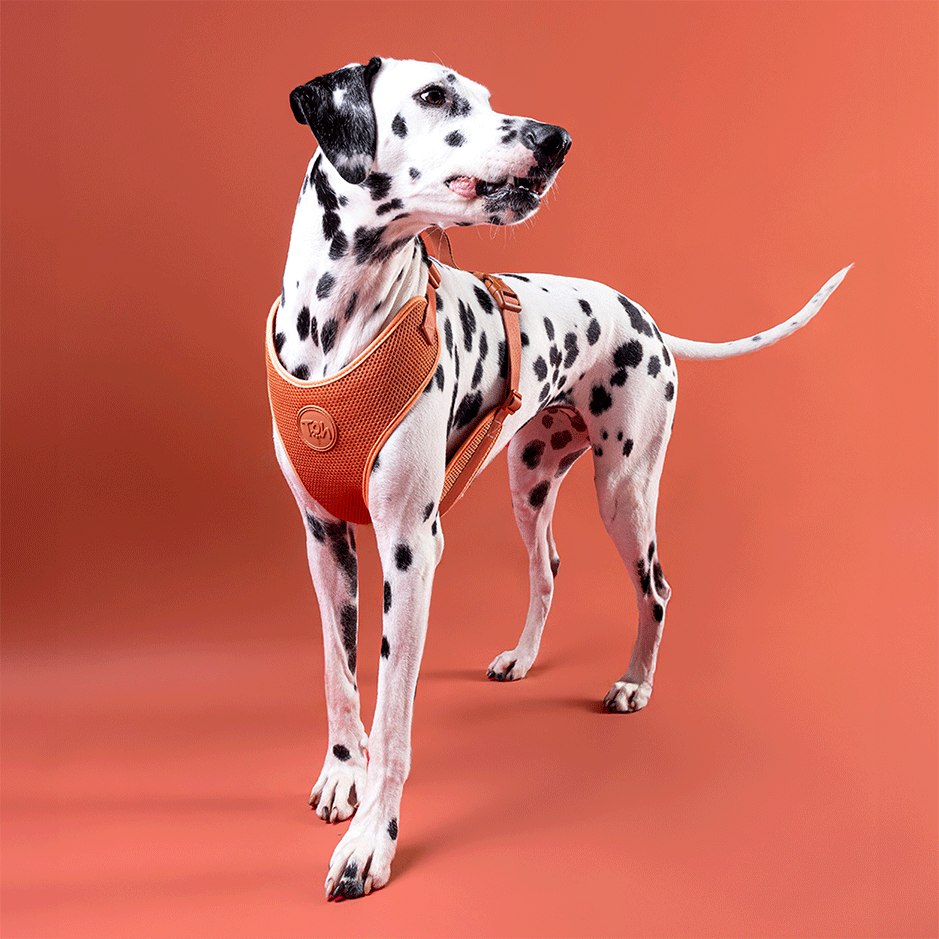 Conjunto Peitoral Mesh H e Guia Toh Coral para Cães - Tam. M