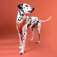 Conjunto Peitoral Mesh H e Guia Toh Coral para Cães - Tam. PP