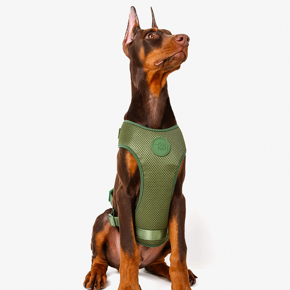 Conjunto Peitoral Mesh H e Guia Toh Florest para Cães - Tam. PP