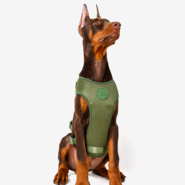 Conjunto Peitoral Mesh H e Guia Toh Florest para Cães - Tam. M
