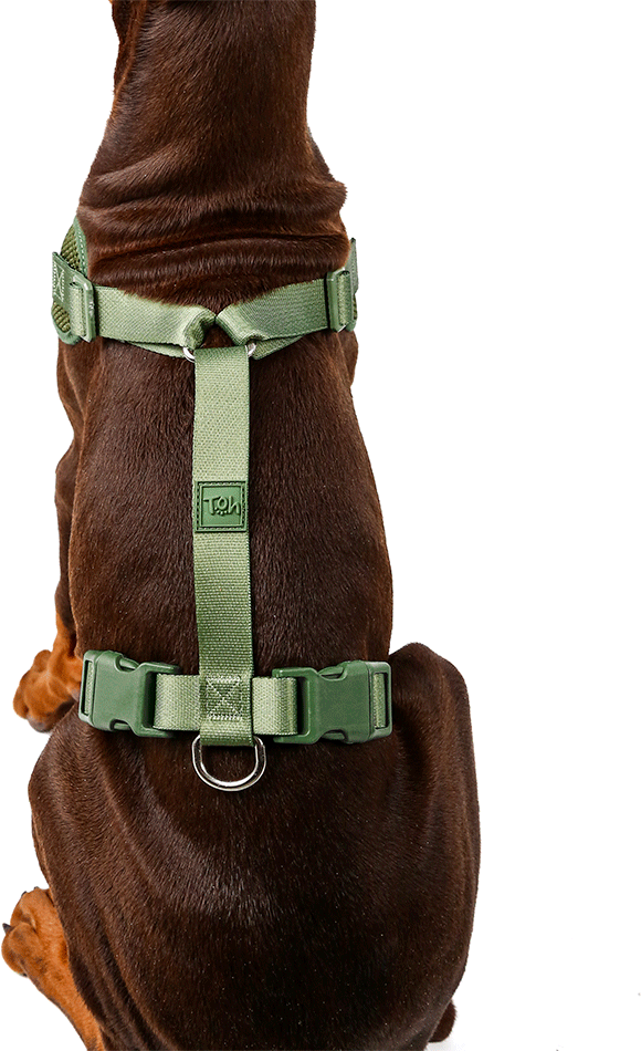 Conjunto Peitoral Mesh H e Guia Toh Florest para Cães - Tam. PP