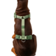 Conjunto Peitoral Mesh H e Guia Toh Florest para Cães