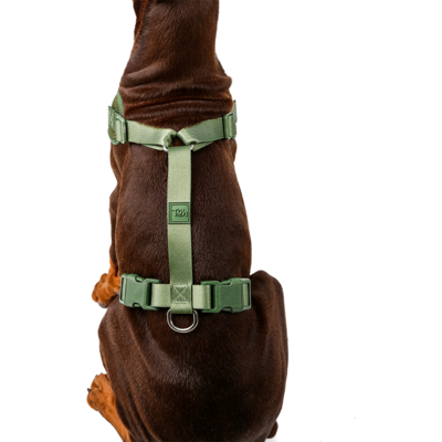 Conjunto Peitoral Mesh H e Guia Toh Florest para Cães