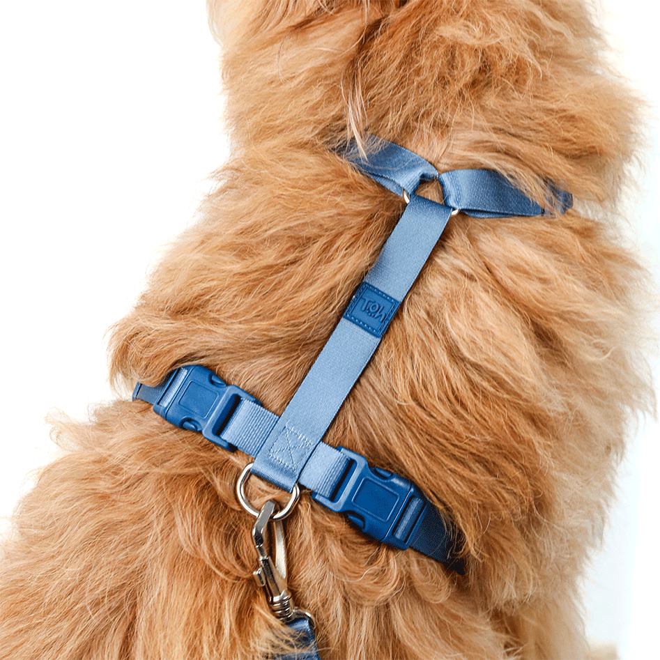 Conjunto Peitoral Mesh H e Guia Toh Marine para Cães - Tam. PP