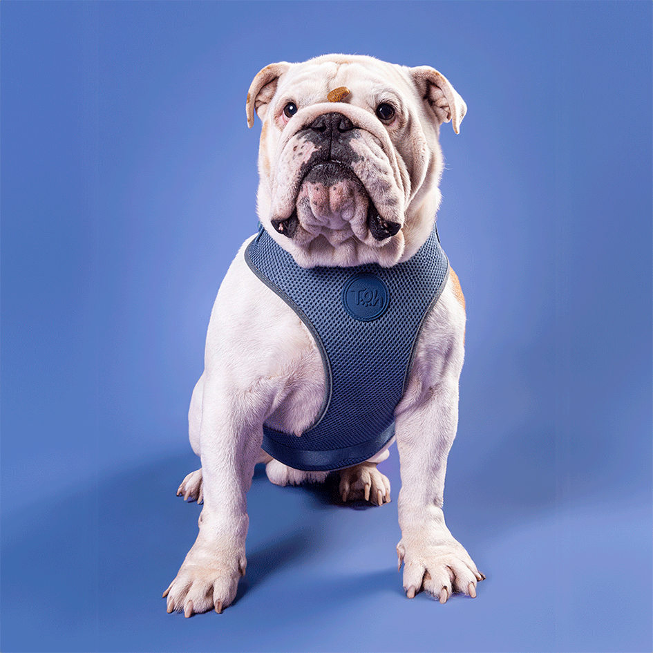 Conjunto Peitoral Mesh H e Guia Toh Marine para Cães - Tam. PP