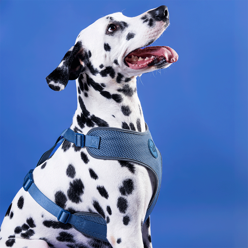 Conjunto Peitoral Mesh H e Guia Toh Marine para Cães - Tam. PP