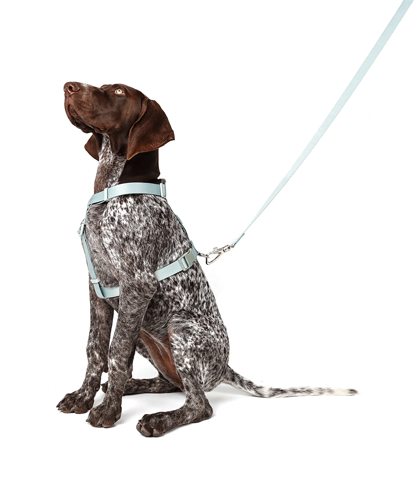 Conjunto Peitoral H e Guia Toh Alga para Cães - Tam. G