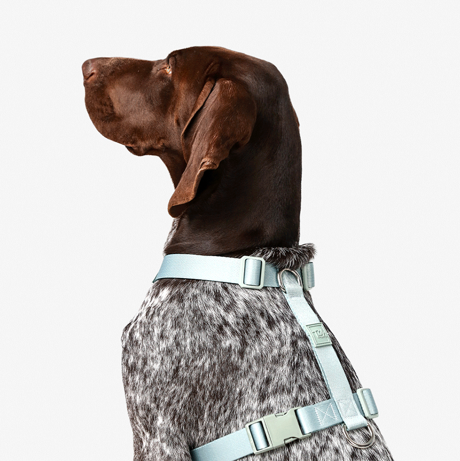 Conjunto Peitoral H e Guia Toh Alga para Cães - Tam. G