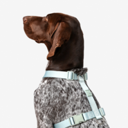 Conjunto Peitoral H e Guia Toh Alga para Cães - Tam. G