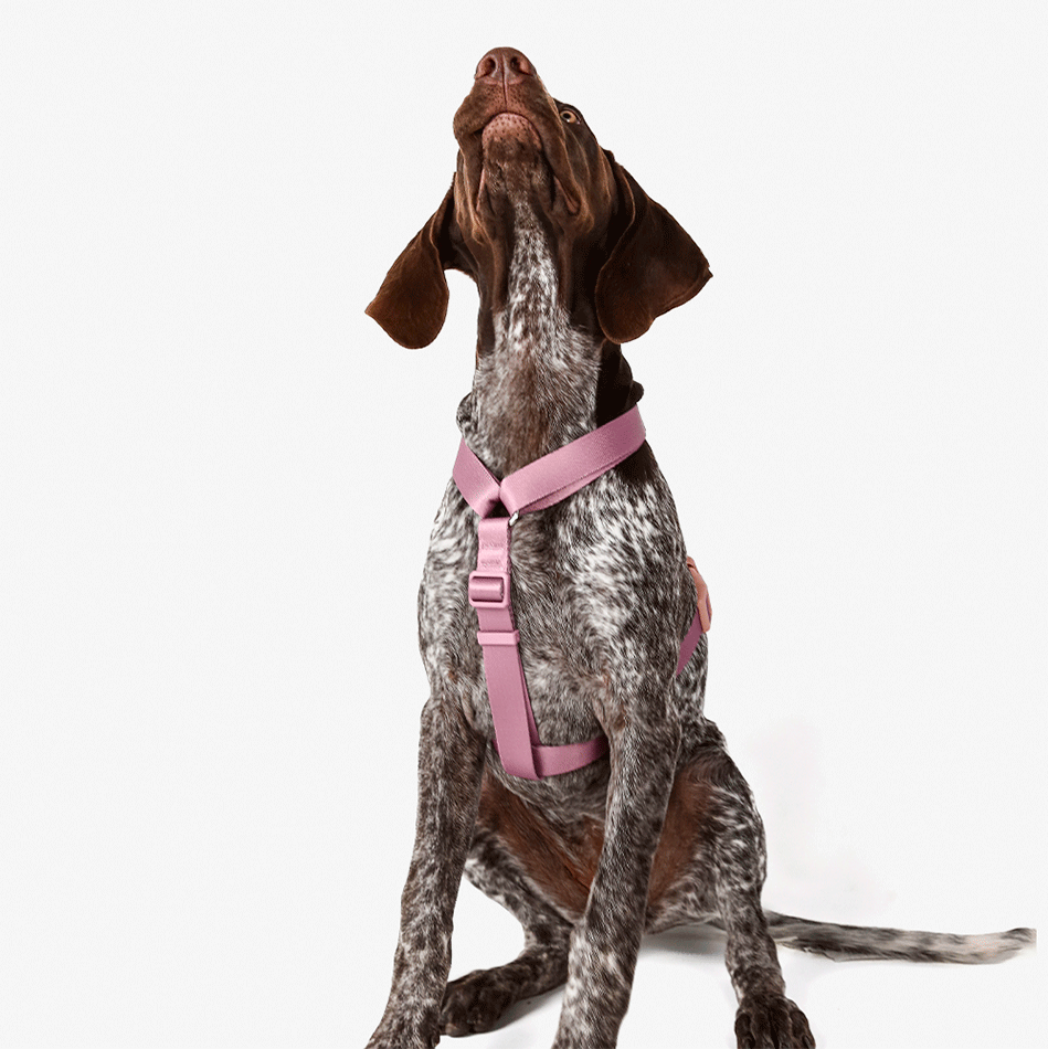 Conjunto Peitoral H e Guia Toh Bruma para Cães - Tam. P