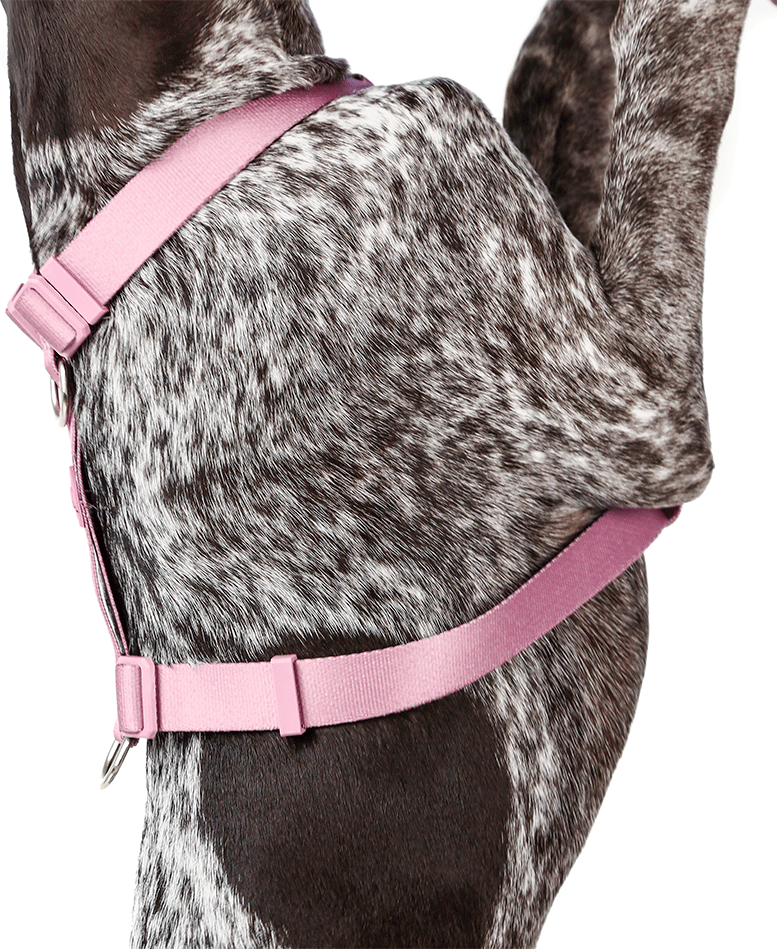 Conjunto Peitoral H e Guia Toh Bruma para Cães - Tam. P
