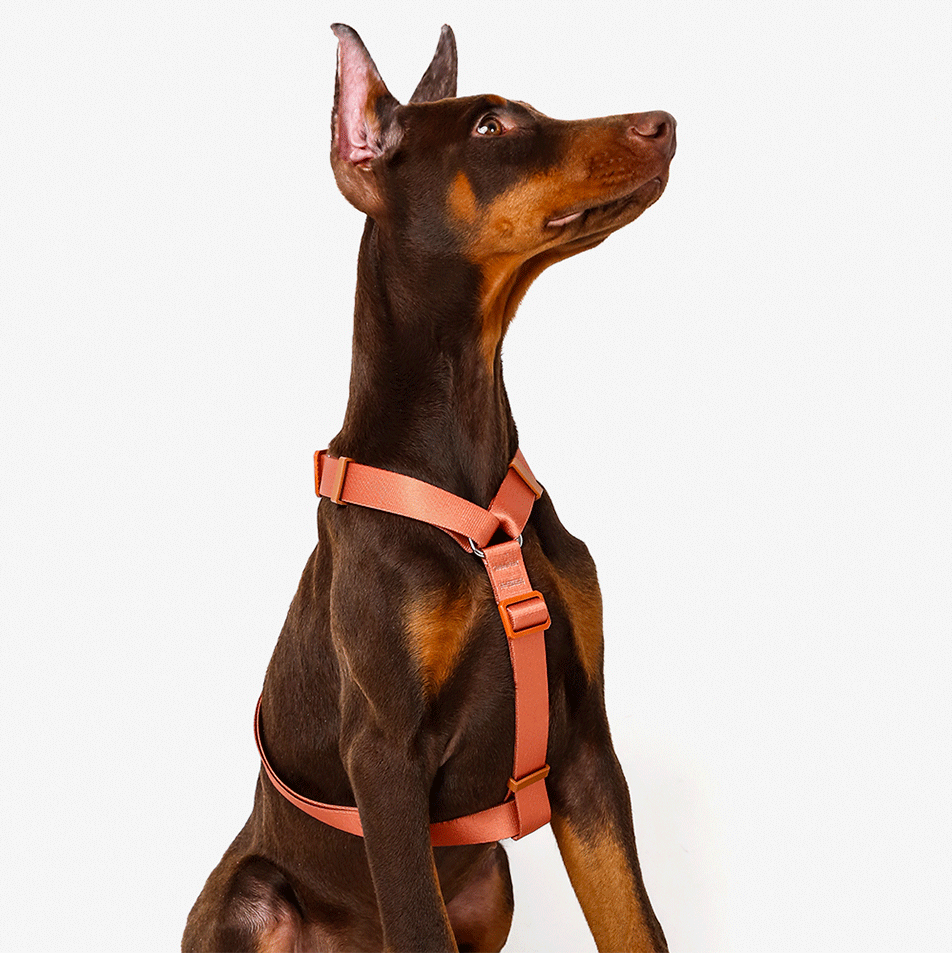 Conjunto Peitoral H e Guia Toh Coral para Cães - Tam. P