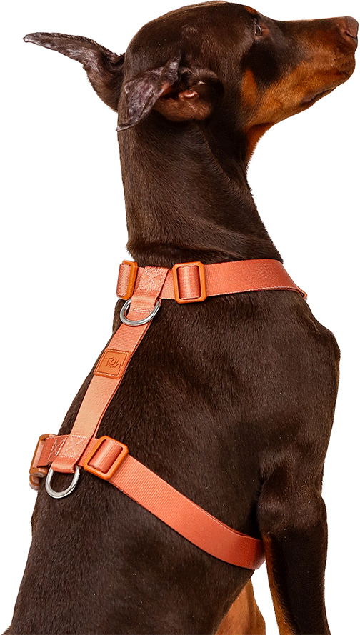 Conjunto Peitoral H e Guia Toh Coral para Cães - Tam. P